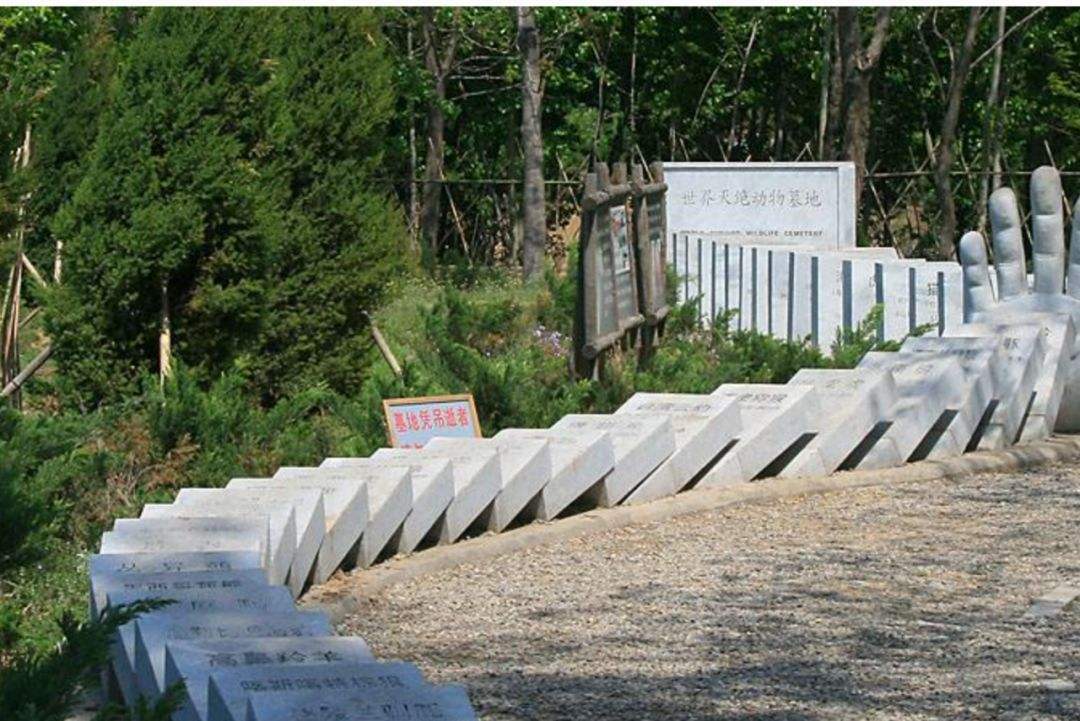 科学|地球又出事？珊瑚已显示物种大灭绝特征，或迎来第6次生物大灭绝