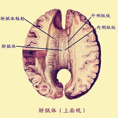 裂脑人|这些有趣的人体冷知识,99%你都不知道