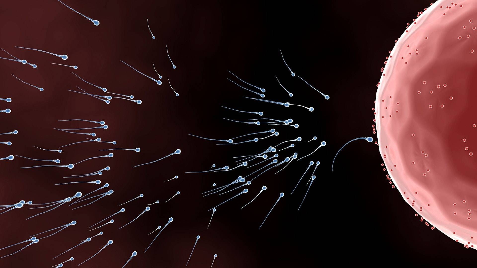 畸形精子|精子是如何形成的？它会被用尽吗？