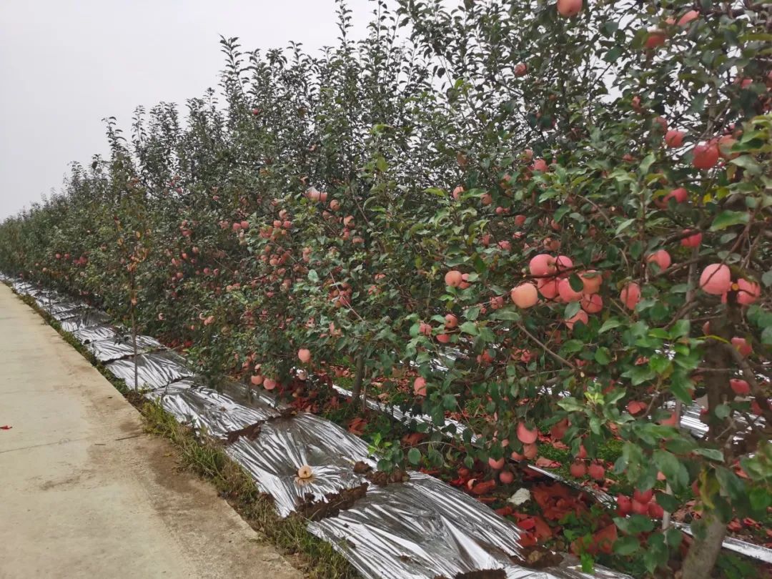 科技|如何让苹果好吃又好看？