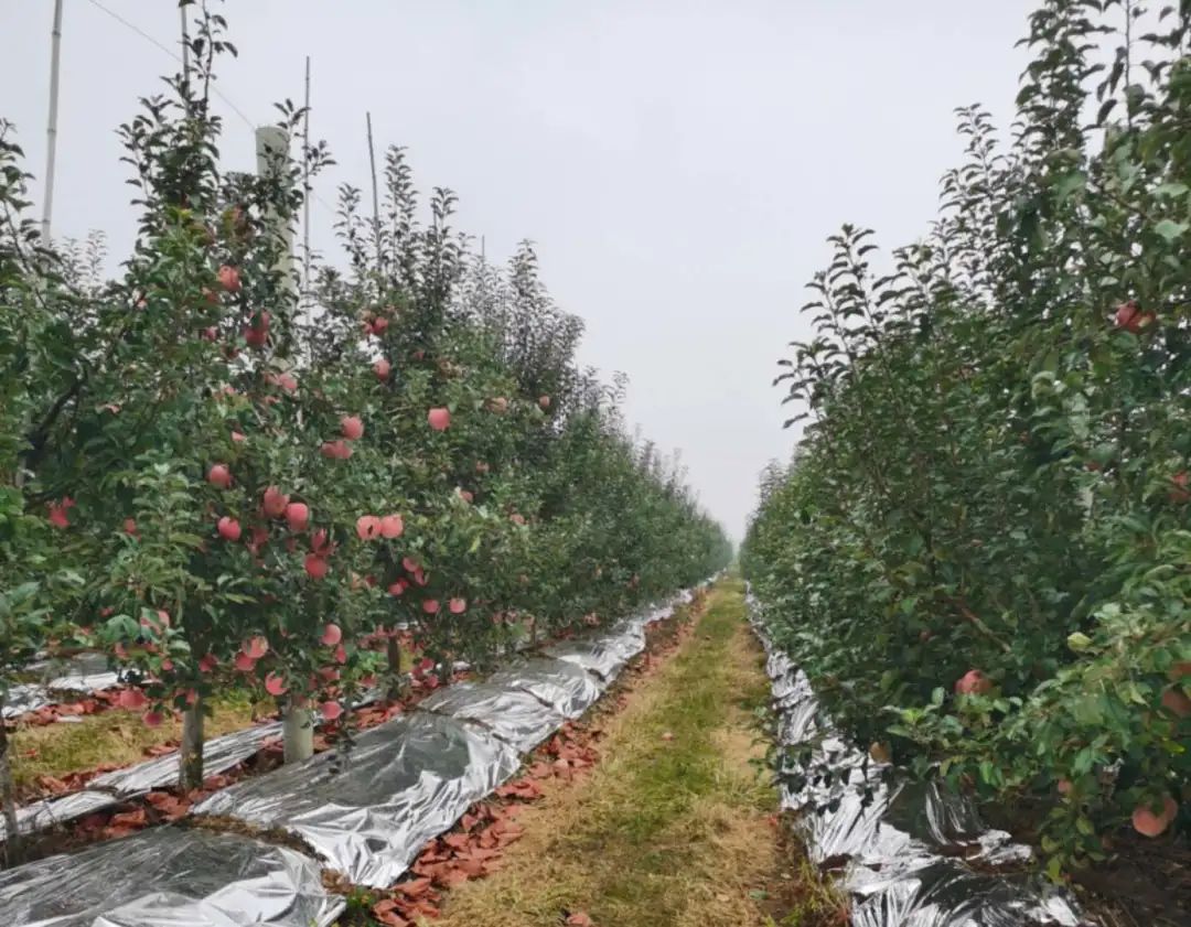 科技|如何让苹果好吃又好看？