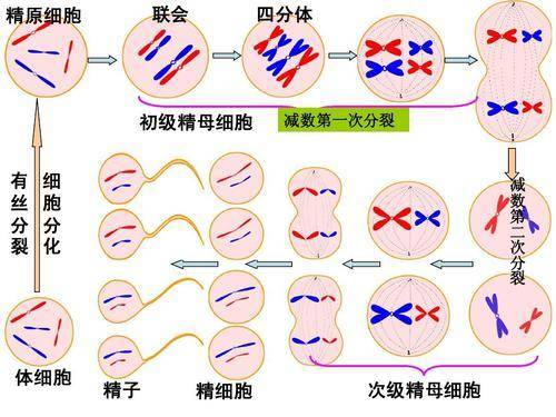 畸形精子|为什么游泳速度最快的精子，反而成了炮灰？