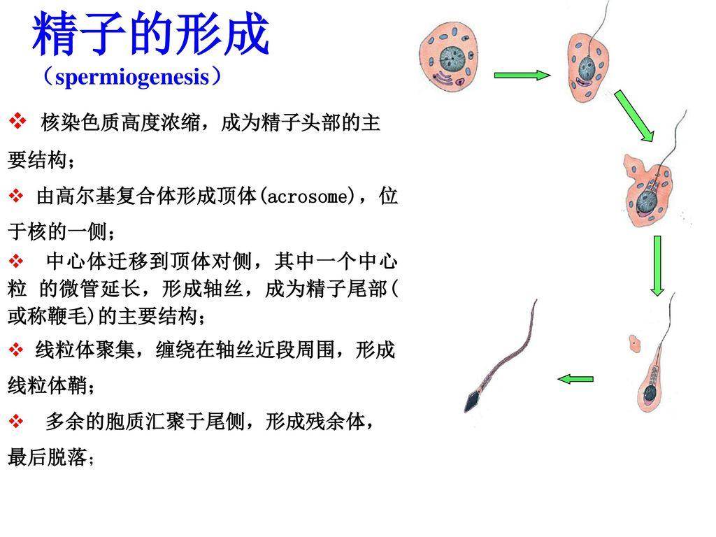 畸形精子|为什么游泳速度最快的精子，反而成了炮灰？