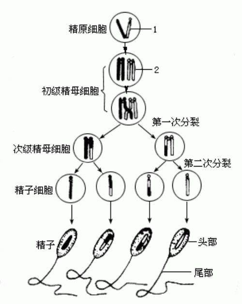 畸形精子|为什么游泳速度最快的精子，反而成了炮灰？