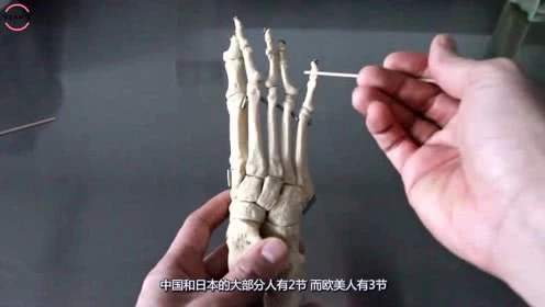 科学|中国人为什么要比欧美人少两块骨头？这是进化的表现吗？
