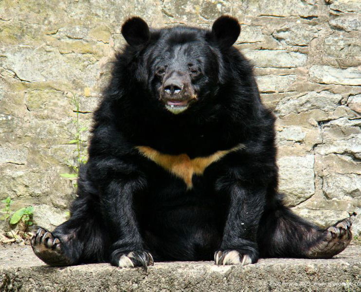 黑熊|遇到熊怎么办？逃跑死得快，装死未必行