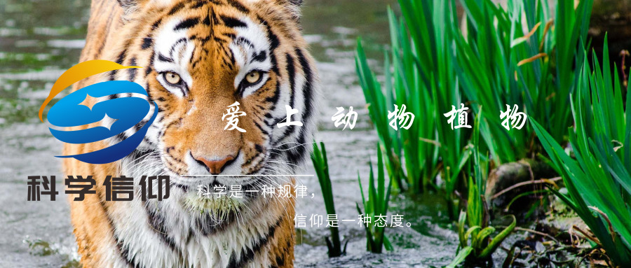 黑熊|遇到熊怎么办？逃跑死得快，装死未必行