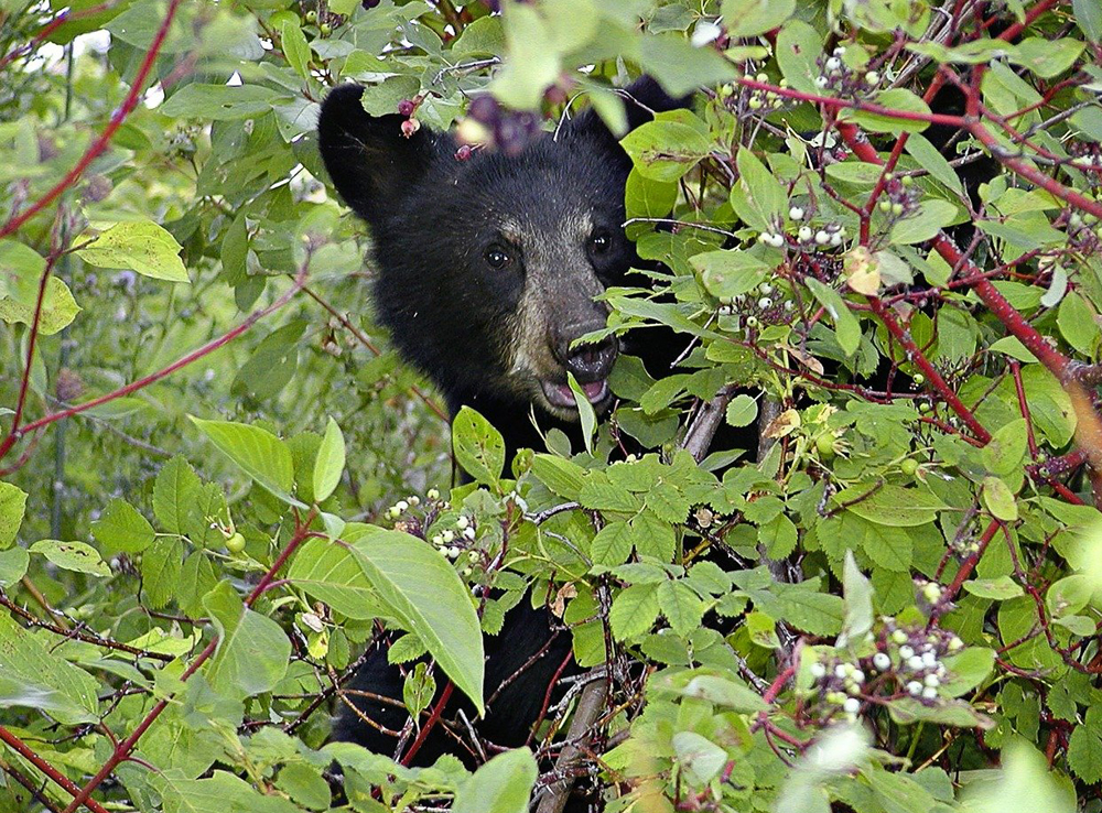 黑熊|遇到熊怎么办？逃跑死得快，装死未必行
