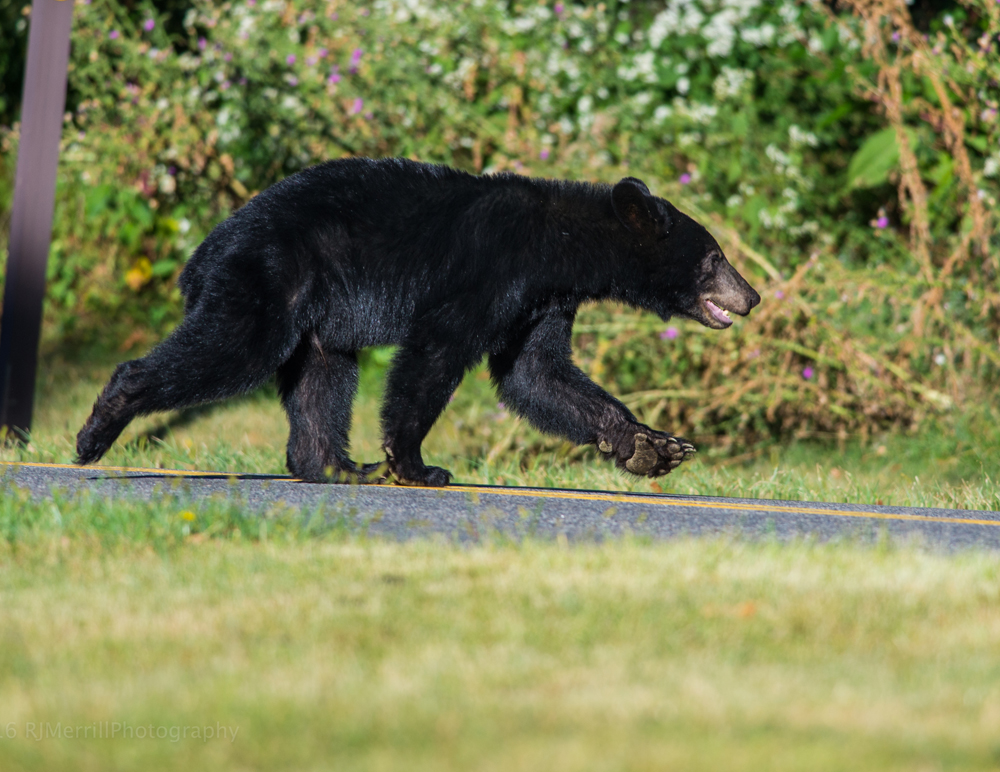 黑熊|遇到熊怎么办？逃跑死得快，装死未必行
