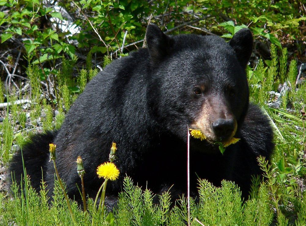 黑熊|遇到熊怎么办？逃跑死得快，装死未必行