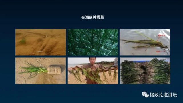 海参|除了能提高人体免疫力，这个“肥宅”还是海底清道夫