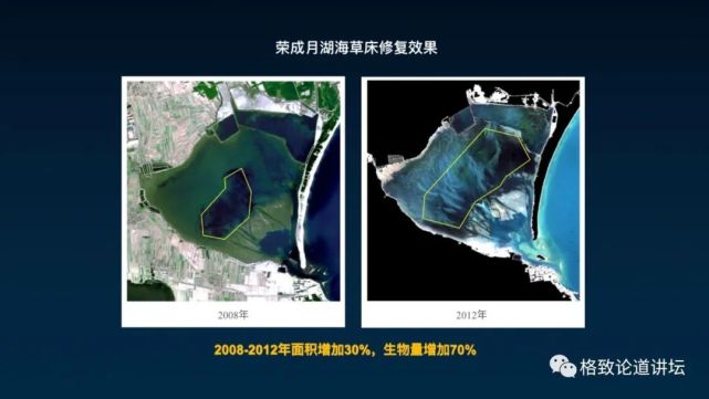 海参|除了能提高人体免疫力，这个“肥宅”还是海底清道夫