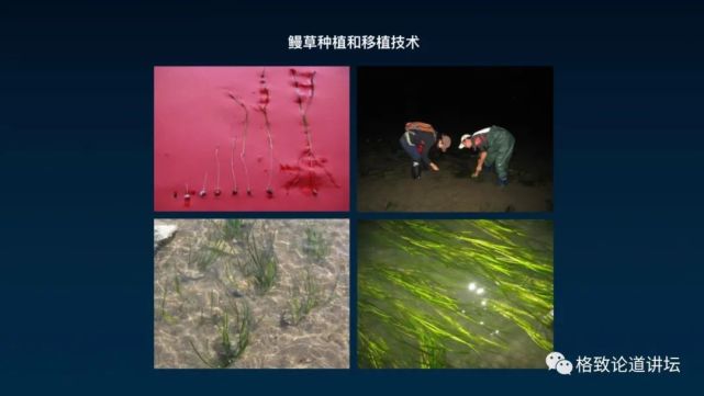 海参|除了能提高人体免疫力，这个“肥宅”还是海底清道夫