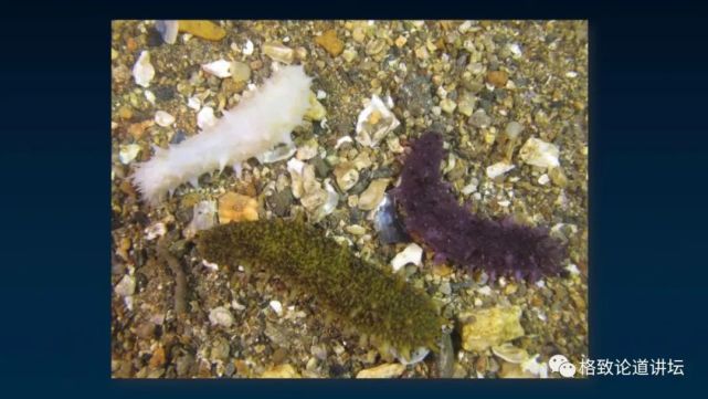 海参|除了能提高人体免疫力，这个“肥宅”还是海底清道夫