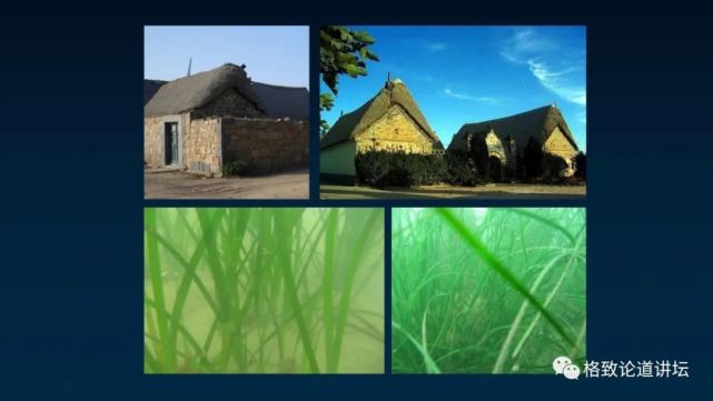 海参|除了能提高人体免疫力，这个“肥宅”还是海底清道夫