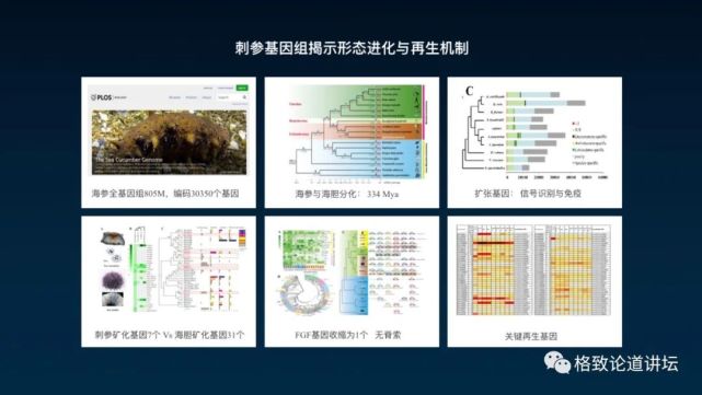 海参|除了能提高人体免疫力，这个“肥宅”还是海底清道夫