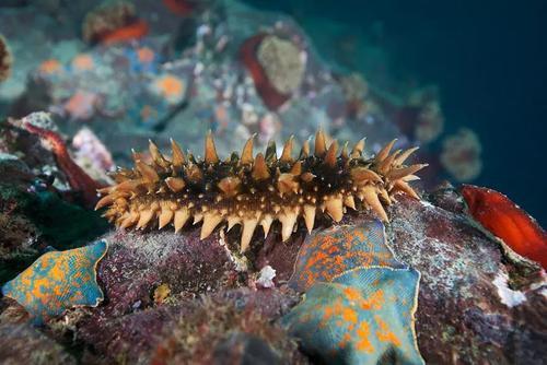 海参|除了能提高人体免疫力，这个“肥宅”还是海底清道夫