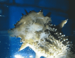 海参|除了能提高人体免疫力，这个“肥宅”还是海底清道夫