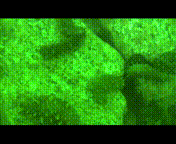 海参|除了能提高人体免疫力，这个“肥宅”还是海底清道夫