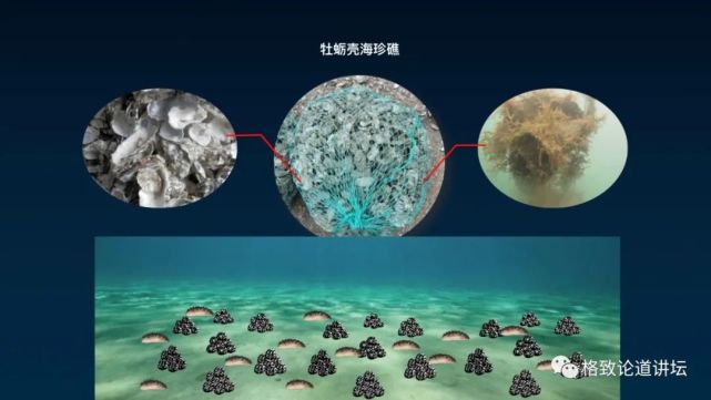 海参|除了能提高人体免疫力，这个“肥宅”还是海底清道夫