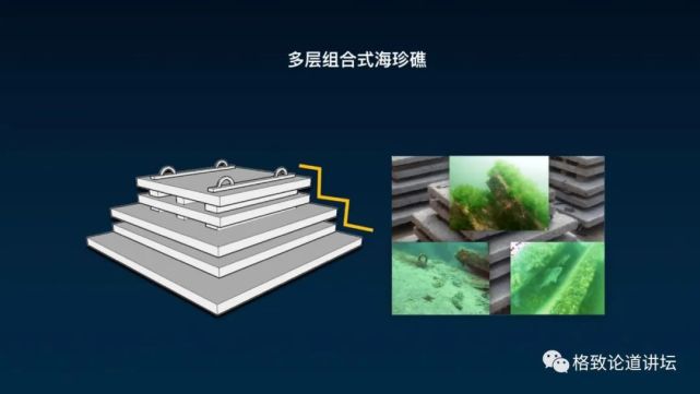 海参|除了能提高人体免疫力，这个“肥宅”还是海底清道夫