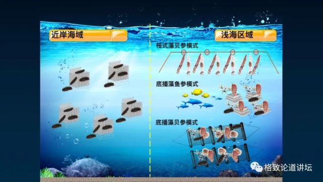 海参|除了能提高人体免疫力，这个“肥宅”还是海底清道夫