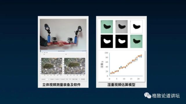 海参|除了能提高人体免疫力，这个“肥宅”还是海底清道夫