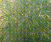 海参|除了能提高人体免疫力，这个“肥宅”还是海底清道夫