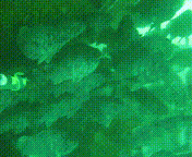 海参|除了能提高人体免疫力，这个“肥宅”还是海底清道夫