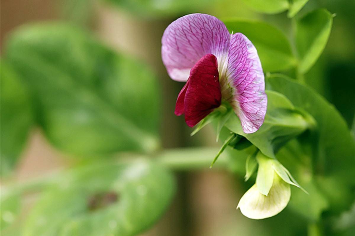 无性生殖|从进化论的角度看，为什么世界上要有男人和女人？