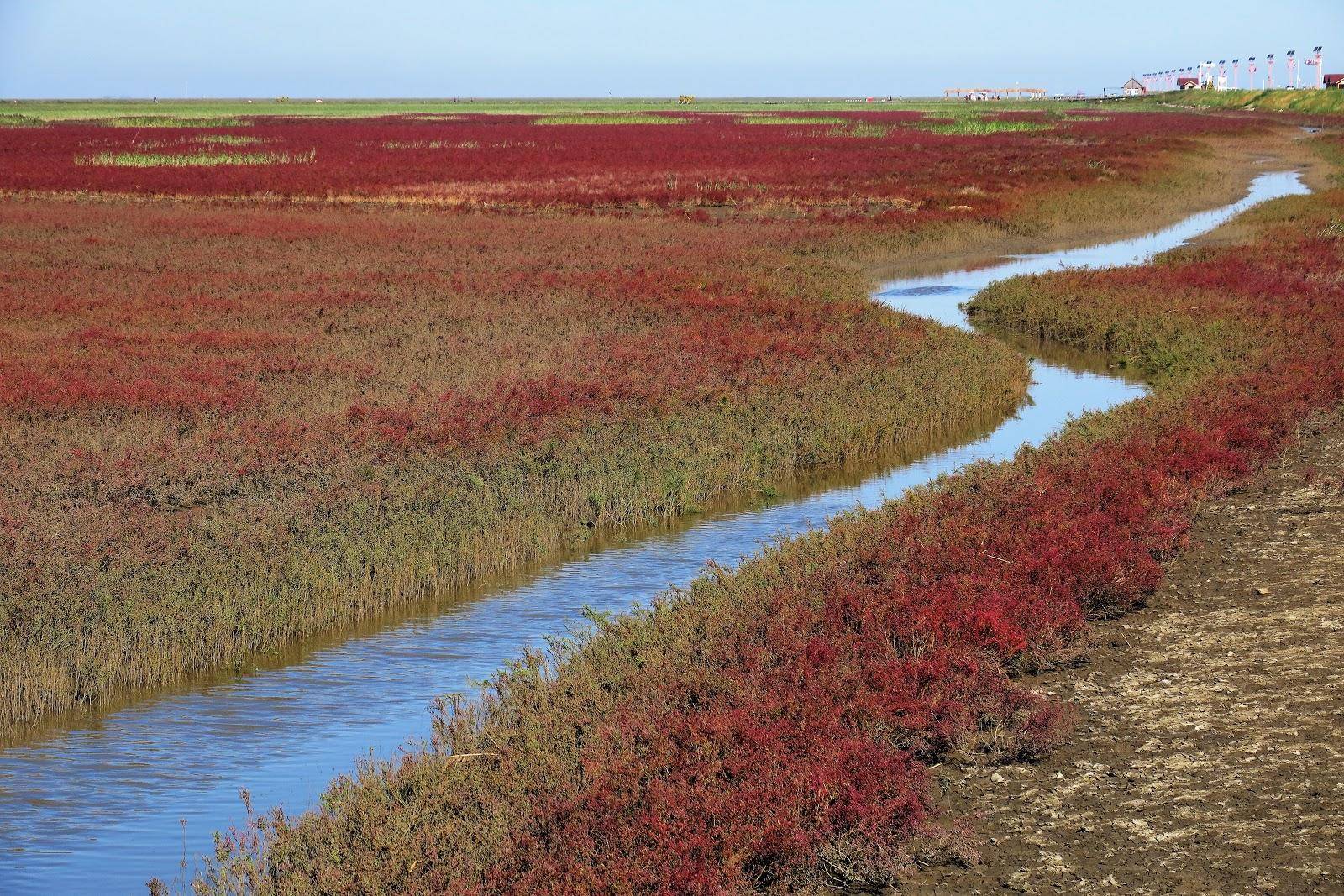 北大荒|北大仓为什么要退耕还荒，退耕后农民怎么办？