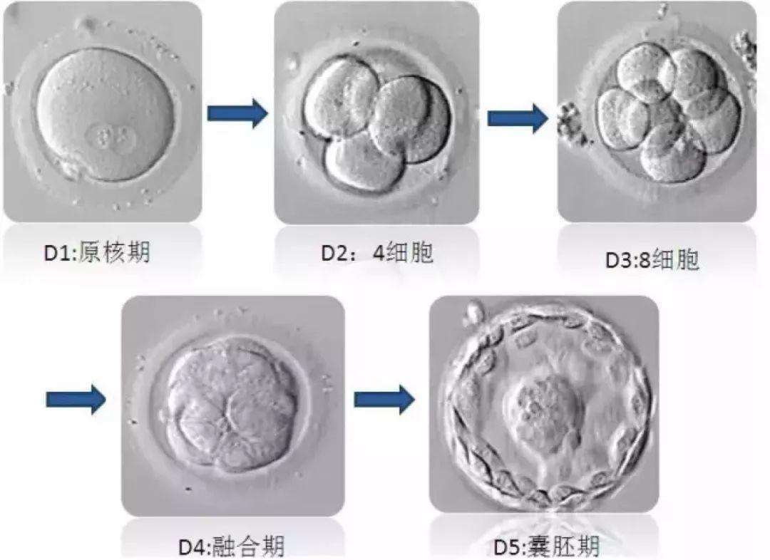 动物|人类受精卵，能在其他动物子宫内发育吗？