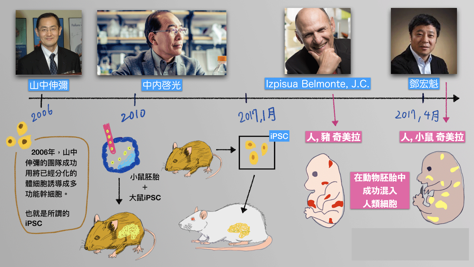 动物|人类受精卵，能在其他动物子宫内发育吗？