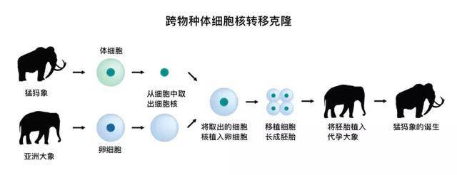 动物|人类受精卵，能在其他动物子宫内发育吗？