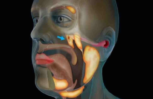 科学|荷兰科学家称或发现人类新器官：使用传统医学无法发现
