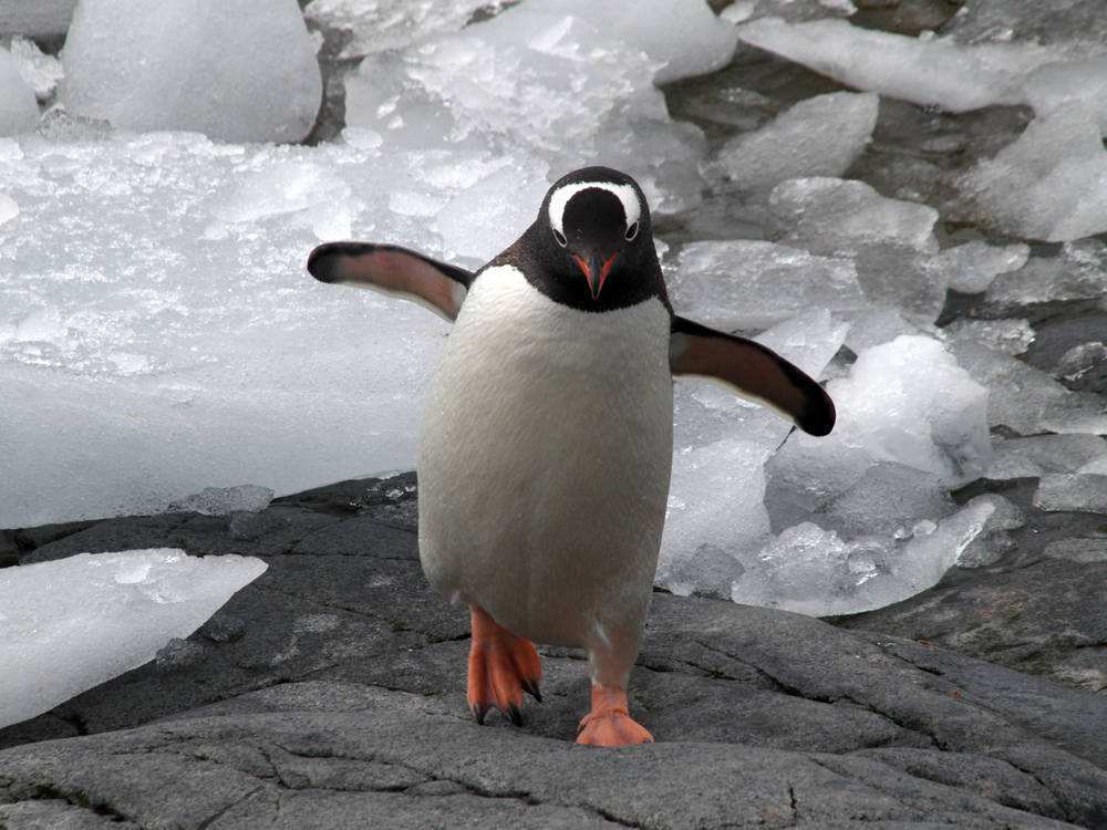 帝企鹅|终生一夫一妻的帝企鹅，如果一方去世了，另一方该怎么办？