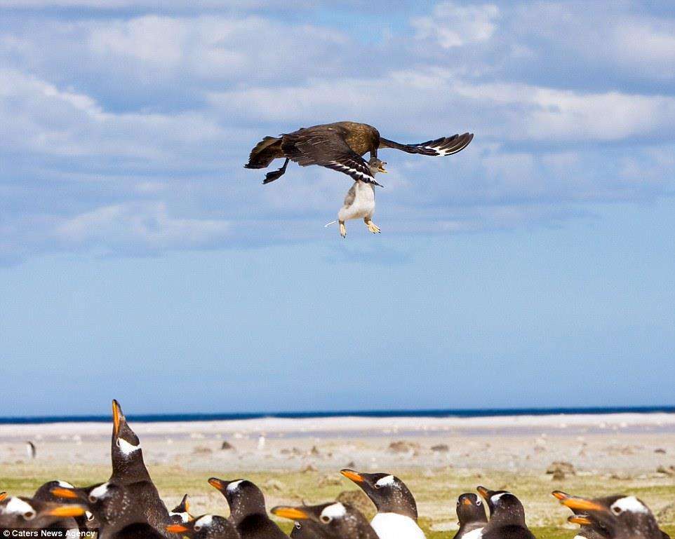 帝企鹅|终生一夫一妻的帝企鹅，如果一方去世了，另一方该怎么办？
