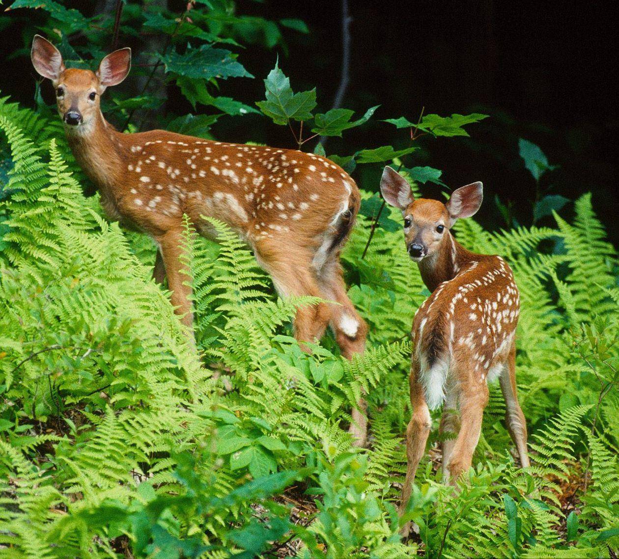 帝企鹅|终生一夫一妻的帝企鹅，如果一方去世了，另一方该怎么办？