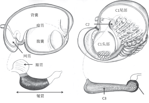仙人掌|血肉之躯的骆驼,为什么能以仙人掌为食,它们不疼吗?