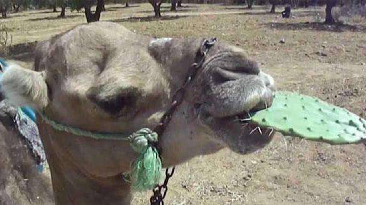 仙人掌|血肉之躯的骆驼,为什么能以仙人掌为食,它们不疼吗?