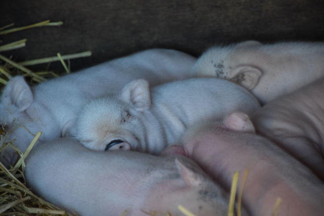 国际社会|日本一县家畜接连被盗，日媒暗示中国人干的，调查结果打脸！