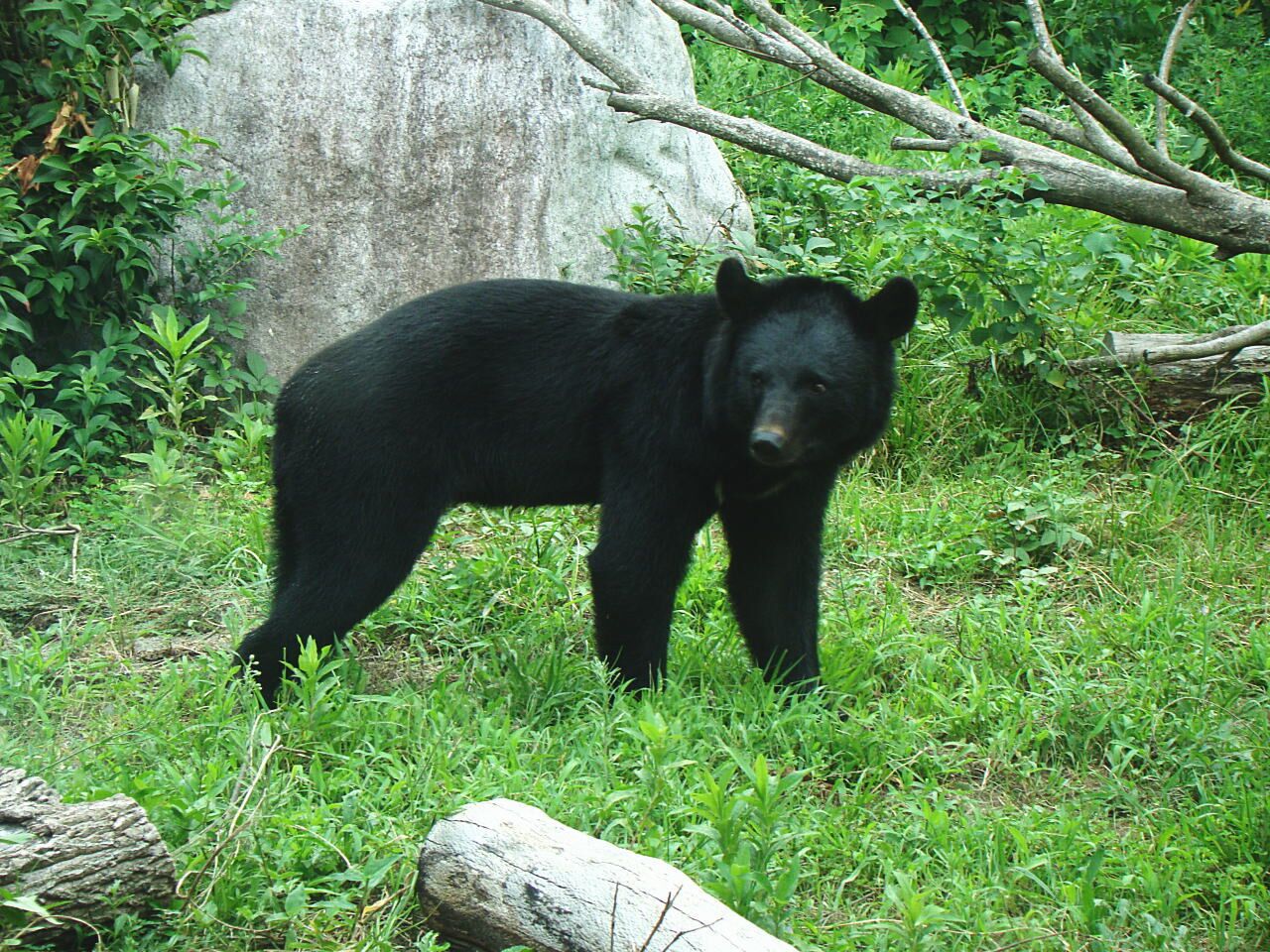 国际|创新高！日本环境省：今年4至9月日本共发生熊出没事件超1.3万起