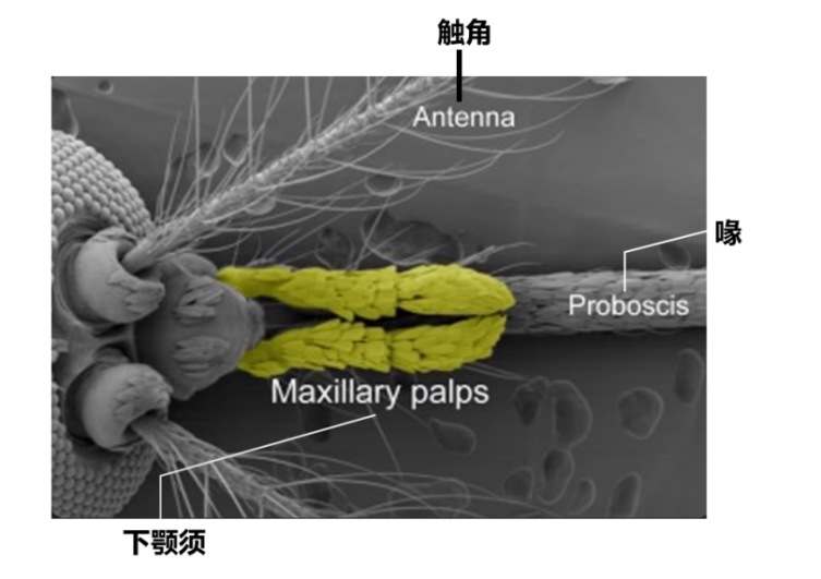 石墨|如何让蚊子“看”不见你？穿上这件衣服就够了