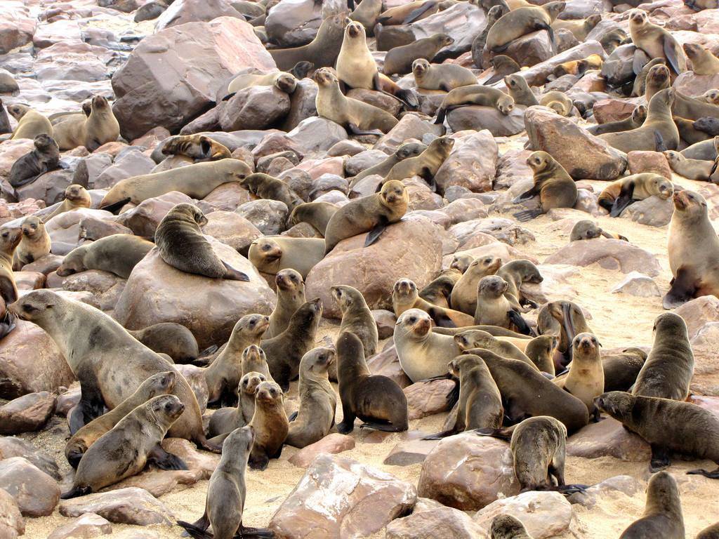 海豹|纳米比亚约7000头海豹死亡，这是第6次生物大灭绝前兆吗？