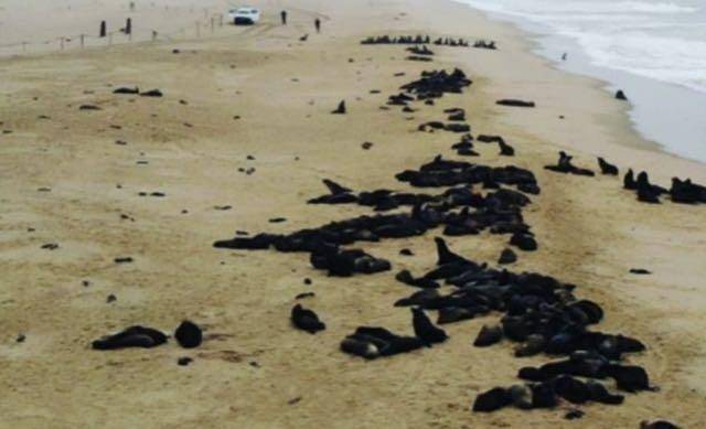 海豹|纳米比亚约7000头海豹死亡，这是第6次生物大灭绝前兆吗？