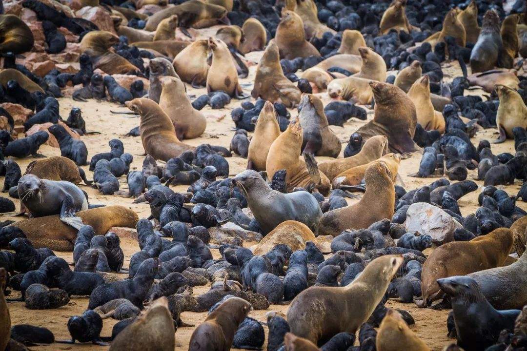 海豹|纳米比亚约7000头海豹死亡，这是第6次生物大灭绝前兆吗？