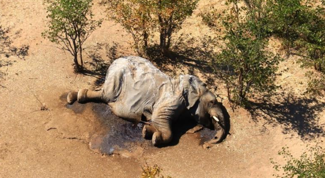 海豹|纳米比亚约7000头海豹死亡，这是第6次生物大灭绝前兆吗？