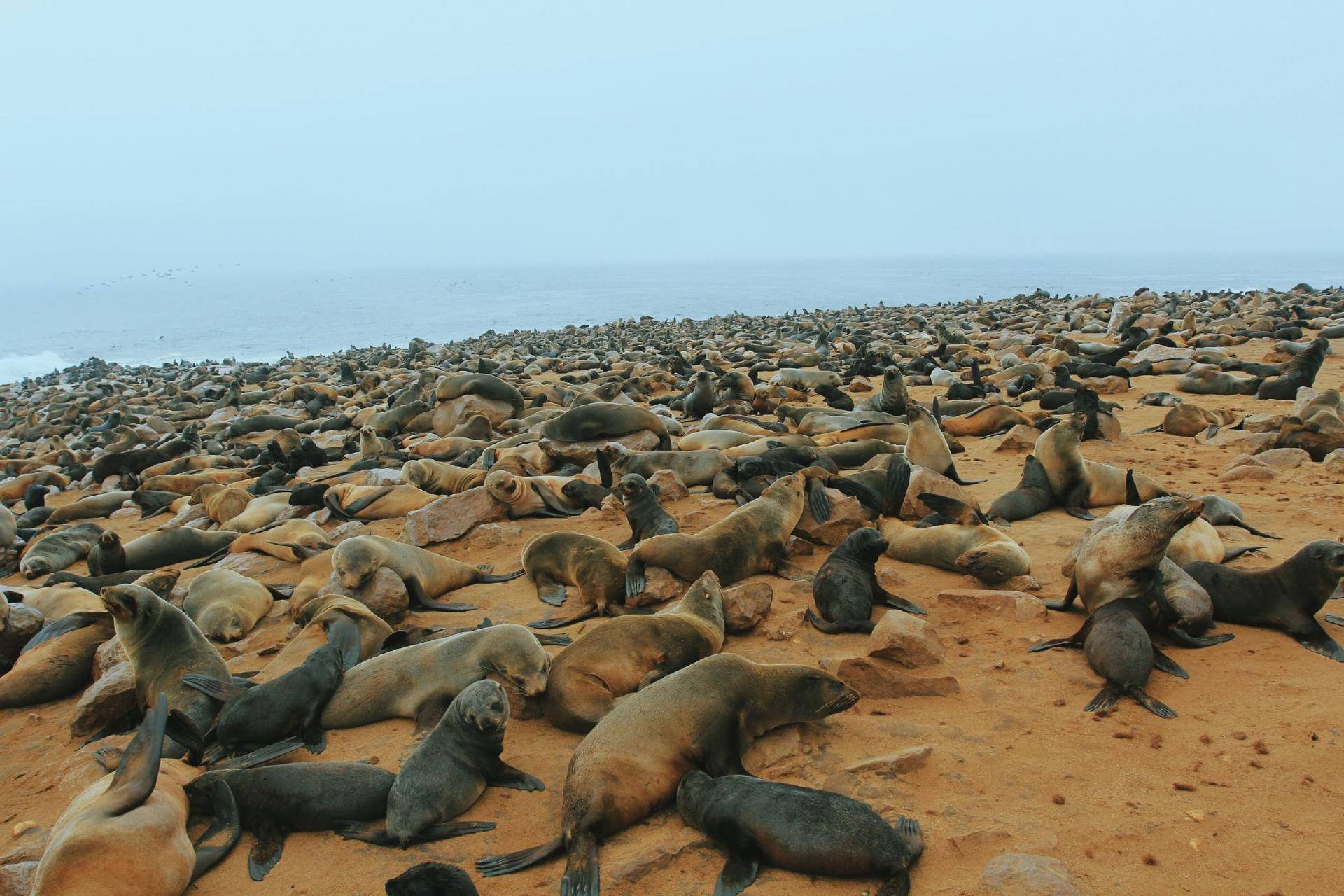 海豹|纳米比亚约7000头海豹死亡，这是第6次生物大灭绝前兆吗？