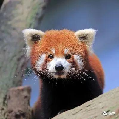 浣熊|浣熊可爱好想养?小心它挠你啊!