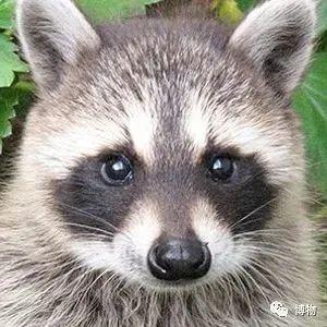 浣熊|浣熊可爱好想养?小心它挠你啊!